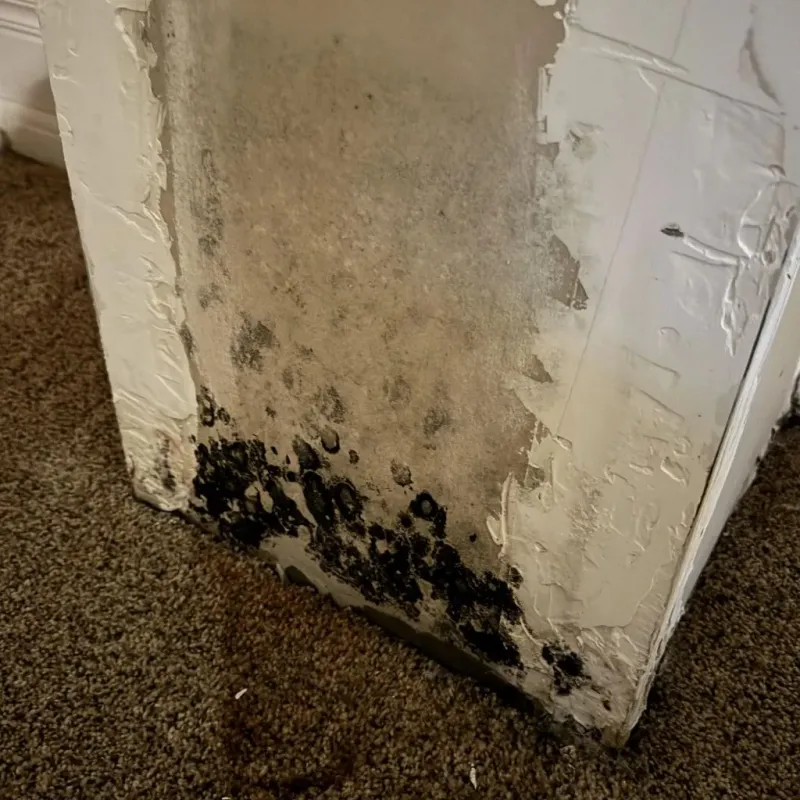 Professional Mold Removal in Coldwater, MS